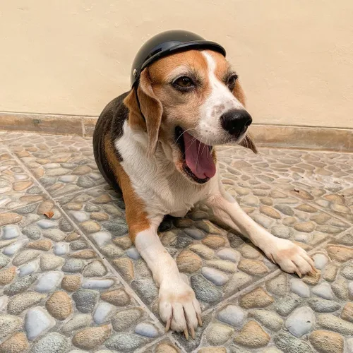 Vista 2 de Enjoying - Casco para perros pequeños a medianos, cascos para perros al aire libre, protección para la cabeza, casco para mascotas con correas