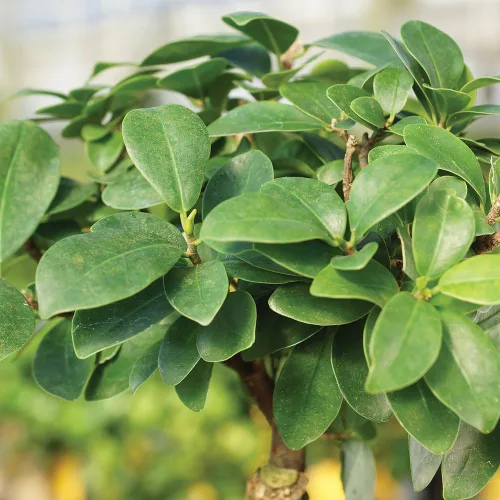 Vista 3 de Brussel's Bonsai Live Ginseng - Árbol bonsái de ficus injertado para interiores, pequeño, 4 años, de 6 a 8 pulgadas, árbol bonsái vivo en maceta