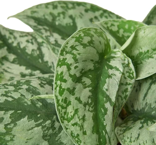 Vista 3 de Planta viva Pothos Silver Splash para interior Plantas