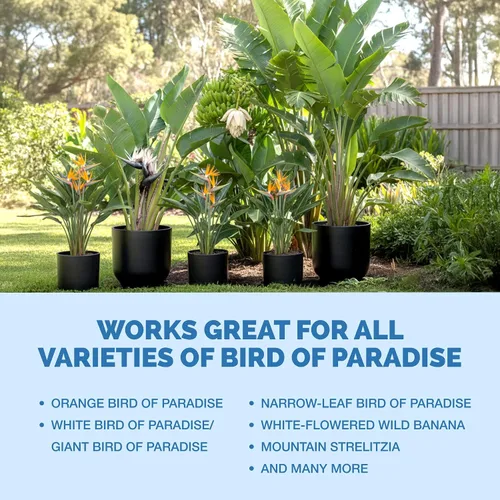 Vista 6 de Bird of Paradise Fertilizer - Alimento líquido para plantas para hojas tropicales más grandes, raíces más fuertes y crecimiento vertical saludable