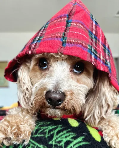 Vista 2 de Fitwarm Sudadera con capucha para perro a cuadros, ropa para perros pequeños, hembra, niño, sudadera para mascotas con capucha, traje de invierno