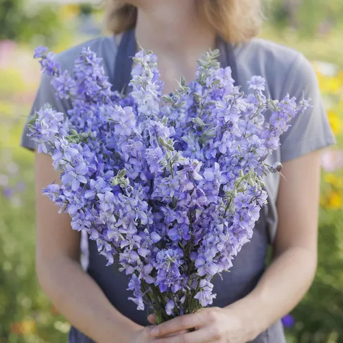 Vista 2 de Eden Brothers Semillas Delphinium - Campana Azul