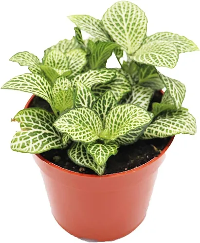 Vista 7 de Planta de Fittonia multicolor -4" de California Tropicals