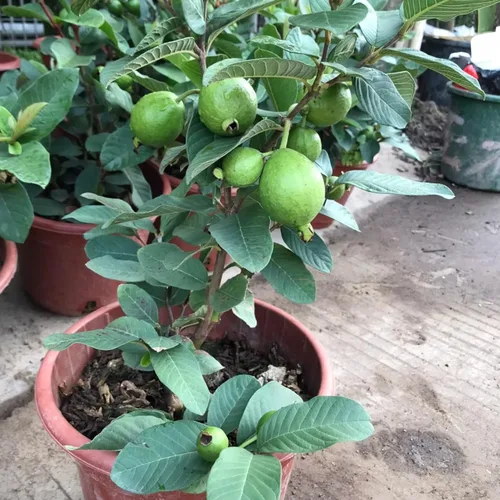 Vista 2 de 100 semillas de guayaba rosa para plantar: semillas de árboles frutales tropicales para jardín y contenedores