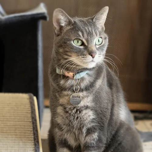 Vista 2 de Ultra Joys Etiquetas de nombre de gato grabadas personalizadas – Etiqueta de identificación de mascotas de acero inoxidable – Etiquetas