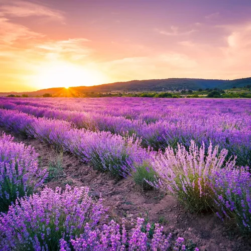 Vista 3 de Más de 10000 semillas de flores de lavanda perennes para plantar: semillas anuales de hierbas de lavanda vera atraen a polinizadores reliquia sin OMG