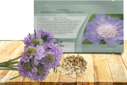 Vista 9 de Outsidepride Burgundy Beau Scabiosa Seeds – 500 semillas de flores perennes que atraen a los polinizadores, hábito de crecimiento vertical y limpio