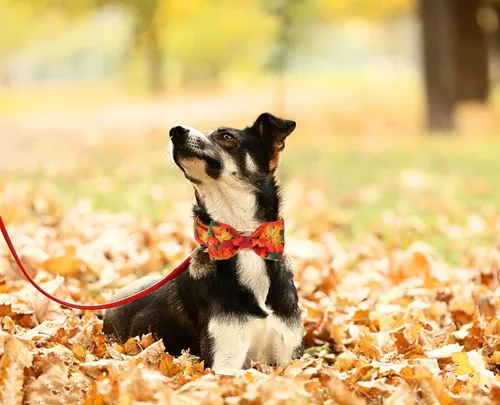 Vista 3 de DOGWONG Collar de otoño para perro con lazo, collar de moño para perro de Acción de Gracias, collar ajustable de algodón de otoño con hoja de arce