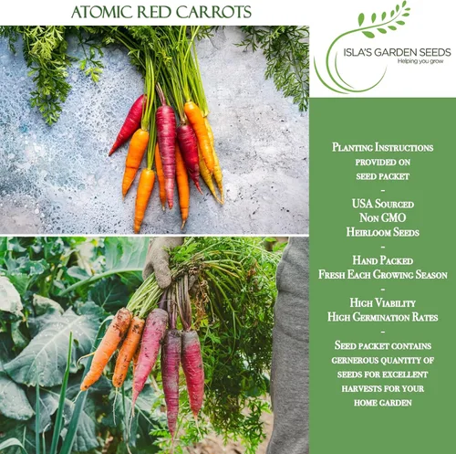 Vista 2 de Semillas de zanahoria roja atómica (Daucus carota) – Más de 250 semillas de reliquia sin OMG, raíces rojas vibrantes ricas en licopeno, por Isla's
