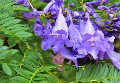 Vista 3 de 25 semillas de árbol de jacaranda azul Jacaranda púrpura Mimisifolia semillas de flor
