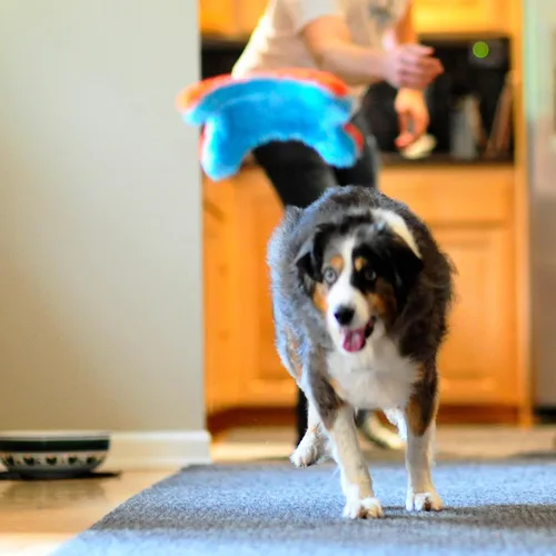 Vista 5 de Chuckit! ¡Tíralo! Juguete de perro ardilla interior Juguete interactivo para perros para aburrimiento y juego de búsqueda en interiores con diseño