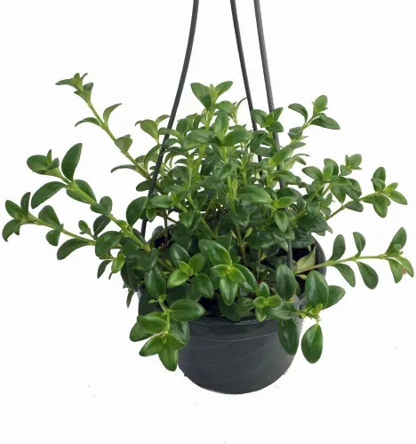 Vista 2 de Planta "pez dorado" Premium - Maceta colgante de 6 pulgadas - ¡Florece con frecuencia!