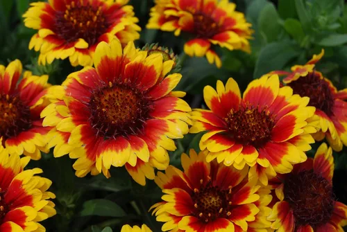 Vista 2 de Gaillardia - Manta de semillas de flores, 50 unidades de la marca COOL BEANS N SPROUTS