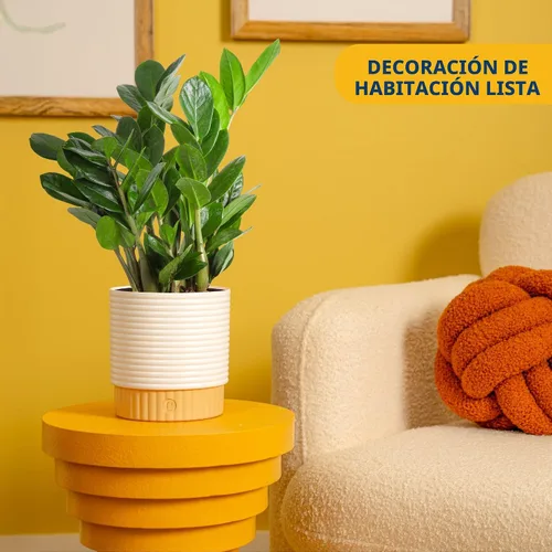 Vista 2 de Costa Farms ZZ Zamioculcas Zamiifolia, planta de interior, 12 pulgadas de alto, maceta decorativa blanca natural.