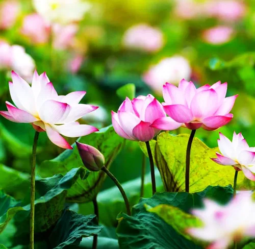 Vista 6 de 30 unidades de semillas de loto en cuenco, semillas de loto en bonsái para plantar lirio de agua, flor rosa, púrpura, roja, plantas acuáticas