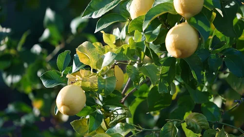 Vista 4 de Hojas de limón orgánicas frescas de California Farm, sin químicos, veganas, sin pulverizar, sin encerar, para té, cocina, hornear, aromaterapia