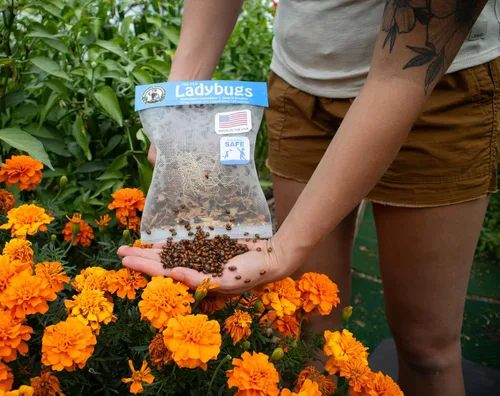 Vista 2 de 1500 mariquitas vivas - ¡Se garantiza que llegan vivas! + Néctar para bichos