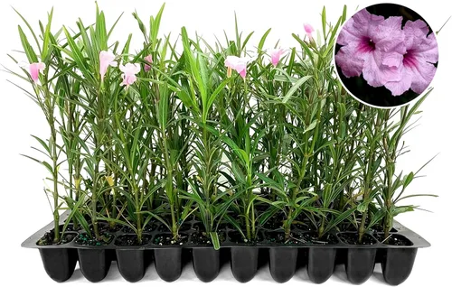 Vista 9 de Rosa petunia mexicana 1 planta de tamaño de galón comercial grande Ruellia Brittoniana Polinizador de paisaje con flores rosadas Cubierta