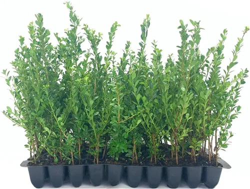 Vista 2 de Ilex Compacta Crenata Acebo Japonés 3 plantas vivas Arbusto de base perenne de bajo mantenimiento