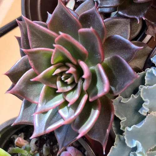 Vista 4 de Echeveria Suculents - Plantas vivas para cultivar, suculentas de Echeveria vivas, plantas de Echeveria vivas, suculentas de Echeveria vivas, maceta