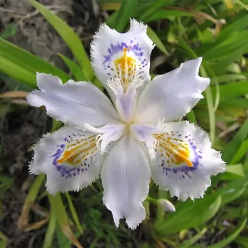 Vista 3 de 35 semillas de iris raras de colores mixtos, colores impresionantes para tu jardín, variedades poco comunes