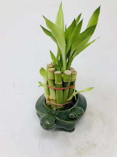 Vista 3 de Florero familiar de tortuga con 10 tallos de bambú de la suerte de 4 pulgadas