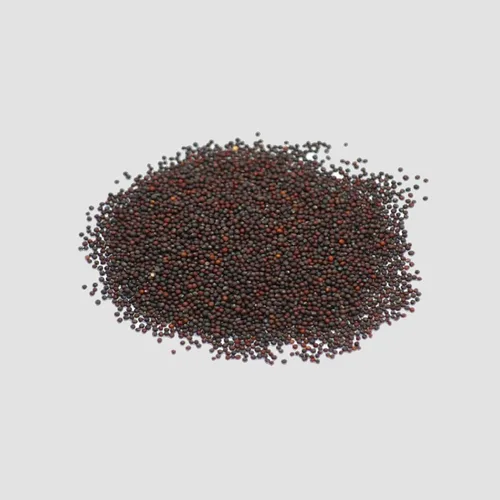 Vista 2 de Black of Tuscany Kale, 100 semillas, semillas de jardín sin OMG de Country Creek, también conocidas como Acrescavolo Nero, lacinato Kale, Dinosaur