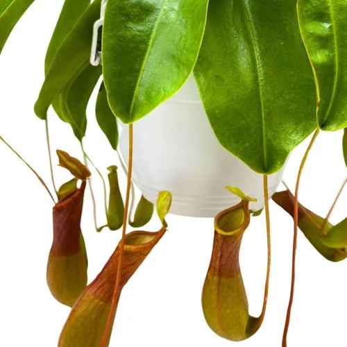 Vista 4 de BubbleBlooms Carnívora Planta Nepenthes Jarra alada 6 pulgadas HB