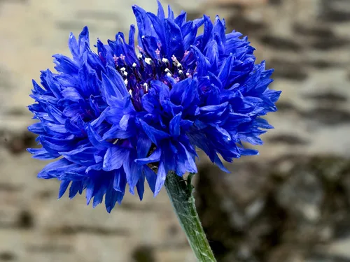 Vista 5 de 300 semillas de aciano azul para plantar botones de licenciatura, flor de Boutonniere sin OMG