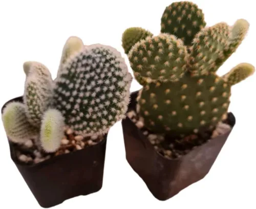 Vista 3 de Plantas suculentas vivas de USKC (juego de dos macetas de 2 pulgadas) (Anacampseros rufescens variegata)