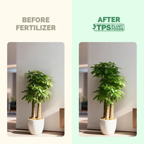 Vista 3 de Fertilizante para árbol del dinero para árboles del dinero y todas las plantas de Pachira, alimento líquido para plantas 8 oz (250mL)