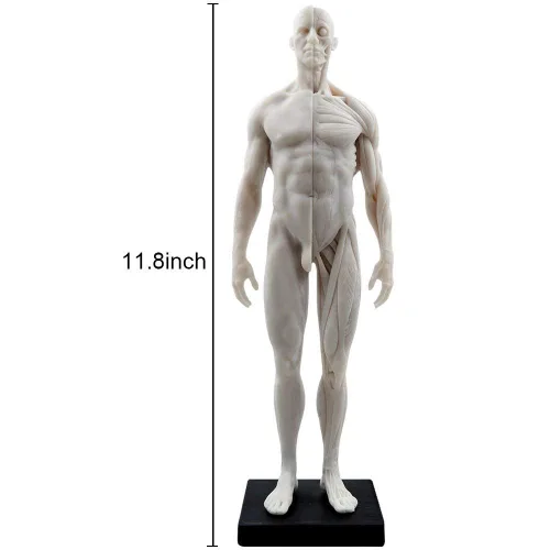 Vista 8 de BONEW Modelo del cuerpo de la cabeza del cráneo de la anatomía anatómica humana de la resina de los 30CM del hueso del músculo del modelo masculino
