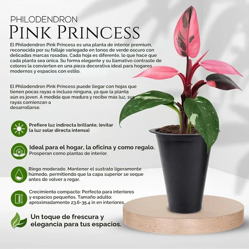Vista 2 de Philodendron Pink Princess (paquete de 4) Plantas vivas de inicio enchufe, plantas de interior variegadas, plantas tropicales de fácil cuidado