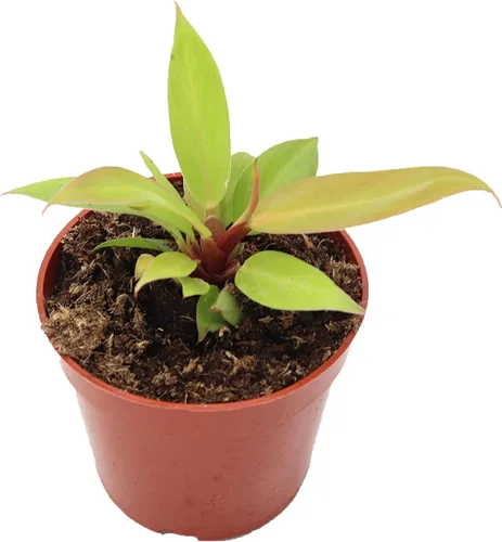 Vista 9 de Philodendron Bipennifolium Aurea - Maceta de 4" de California Tropicals