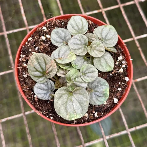 Vista 15 de Peperomia Ecuador Live Plant - Pet-Safe Indoor Decor
