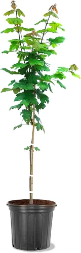 Vista 6 de American Plant Exchange Árbol de arce rojo grande de verano, maceta de 5 galones, 2-3 pies de alto, planta de jardín grande para exteriores