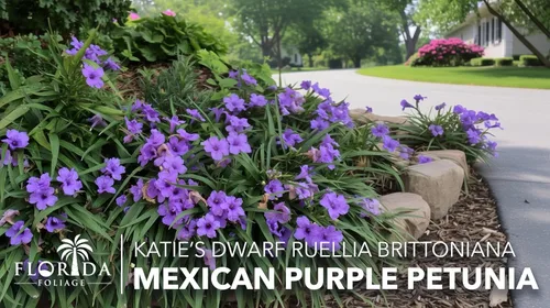 Vista 3 de Katie's Dwarf Mexican Petunia Purple 3 plantas vivas Ruellia brittoniana Perenne de floración compacta Polinizador de bajo crecimiento