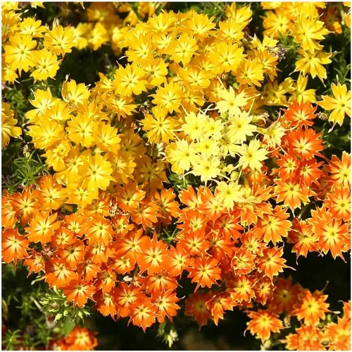 Vista 4 de Más de 1000 semillas mixtas de onagra perennes para plantar, semillas de Primula Malacoides fragantes, Primula Auricula Semillas de flor