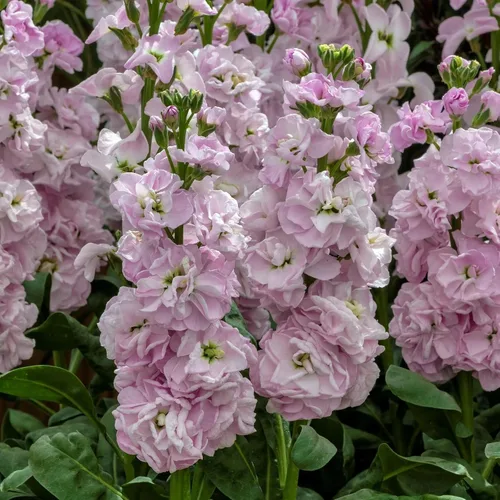 Vista 6 de 50pcs Columna Mixta Stock Semillas Flor Matthiola Incana Blossom Stock