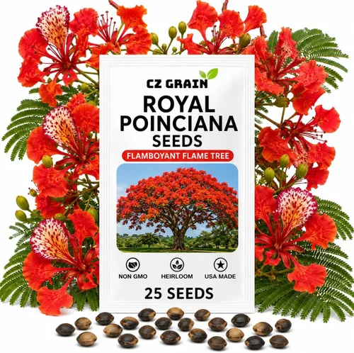 Vista 12 de CZ GRAIN Semillas de árboles exóticos para plantar (Baobab - 5 semillas)