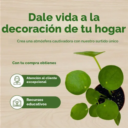 Vista 6 de BubbleBlooms Planta de dinero chino Pilea Peperomioides en maceta de 2 pulgadas
