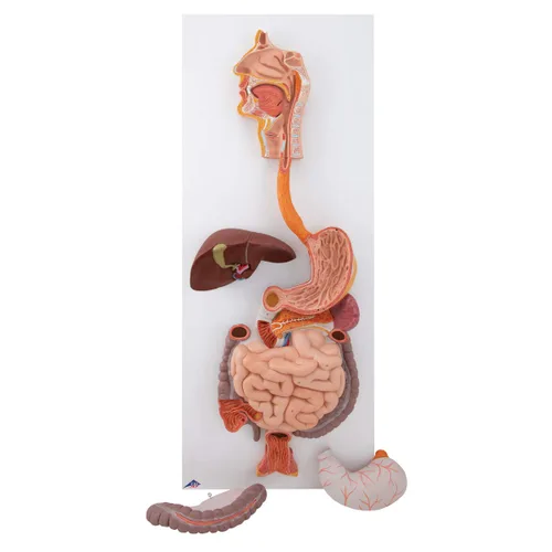 Vista 2 de 3B Scientific Sistema digestivo K21 3 parte - 3B Smart Anatomy