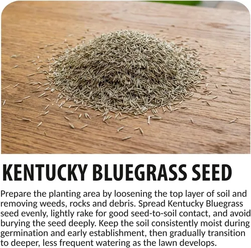 Vista 8 de CZ Grain Semilla de pasto de Kentucky Bluegrass de 1 libra para plantar, semillas de césped prémium para césped nuevo, siembra y reparación