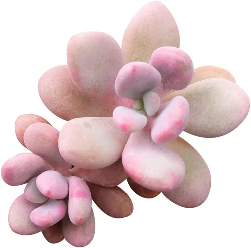 Vista 3 de Moonstones Pachyphytum oviferum - Rare Live Succulent Plant, 4 Inch Plastic Pot, Plump Blue Green Stone Like Leaves, Easy to Care, Pet Friendly