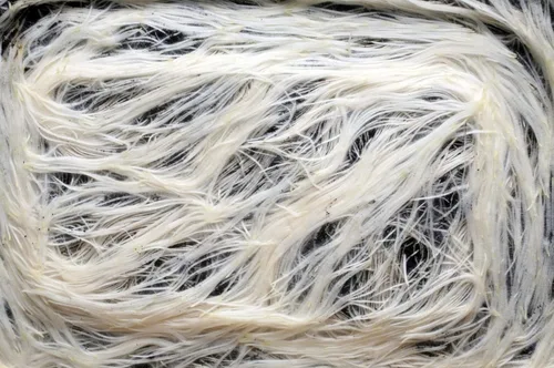 Vista 5 de GS Plant Foods - Estimulador de raíz micorrízica - MYCROBIAL Magic Root Enhancer para plantas Uso: paquete de 16 onzas. 4 especies de micorrizas