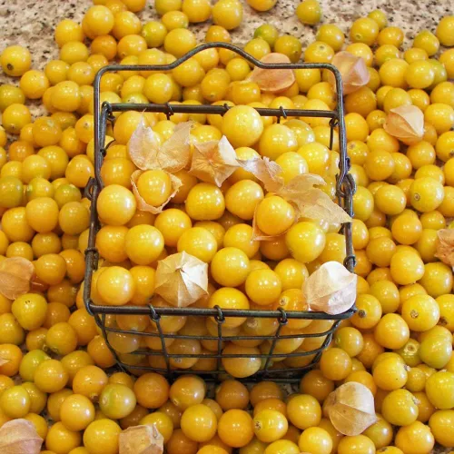 Vista 5 de Gaea's Blessing Semillas – Semillas de tomatillo – Semillas de reliquia sin OMG con instrucciones de siembra fáciles de seguir – Polinizadas La tía