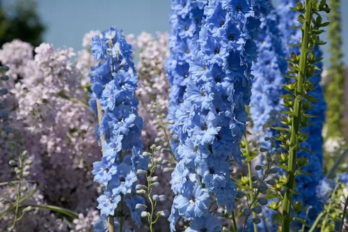 Vista 5 de Semillas Blue Tall Delphinium - Flores anuales para plantar