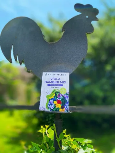 Vista 2 de Mezcla de semillas de bambú de viola multicolor, más de 50 semillas para plantar sin OMG