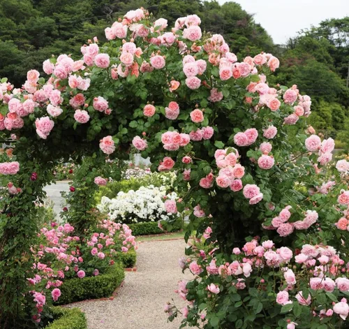 Vista 2 de Más de 100 semillas de rosas trepadoras para plantar al aire libre, flores ornamentales trepadoras, arbusto rosa, trepador de vid de larga floración