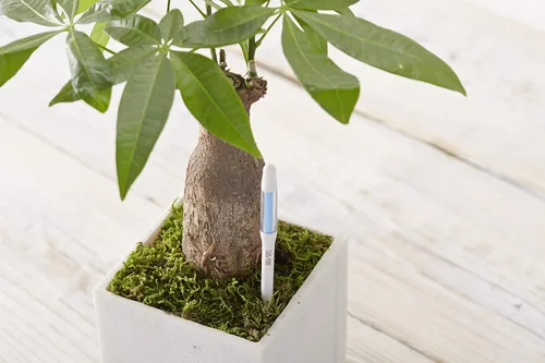 Vista 4 de Sustee Aquameter, juego de 5, sensor de humedad del suelo para plantas (blanco, mediano)